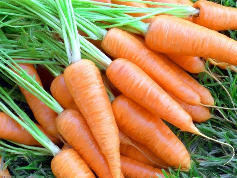 Продам свежую морковь.