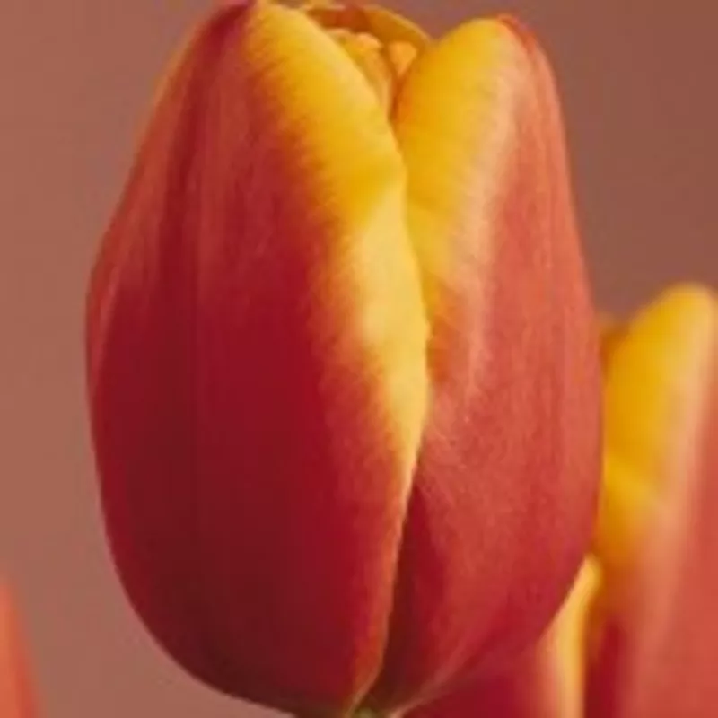 Луковицы тюльпанов 6