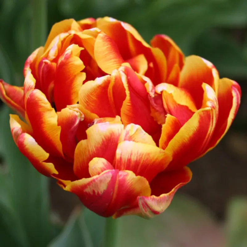 Луковицы тюльпанов 8