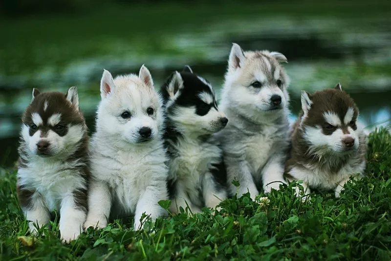 Шикарные щенки Сибирских Хаски ждут ВАС