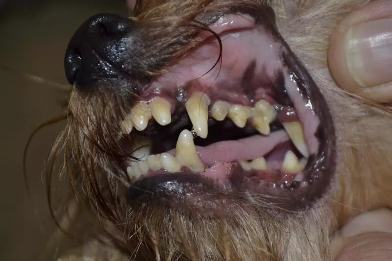 Ультразвуковая чистка зубов собакам мелких пород без наркоза 