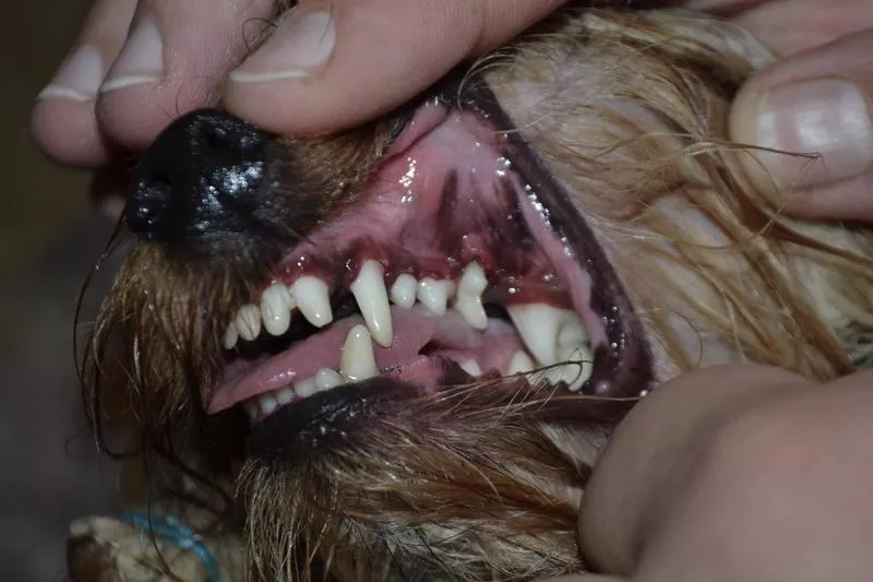 Ультразвуковая чистка зубов собакам мелких пород без наркоза  2