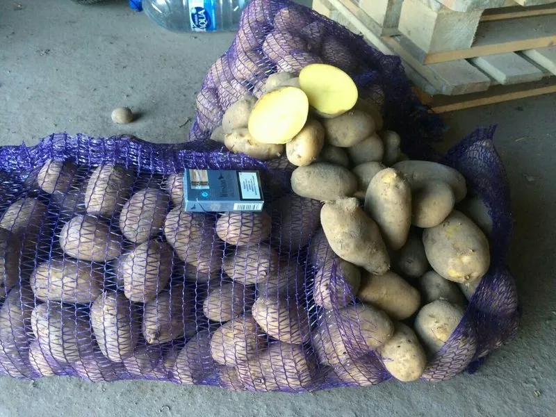 Картофель урожай 2017 оптом