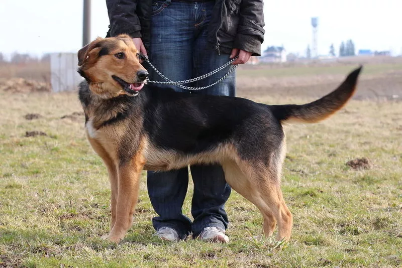 Собака Марго в дар ,  4 года,  стерилизована 2