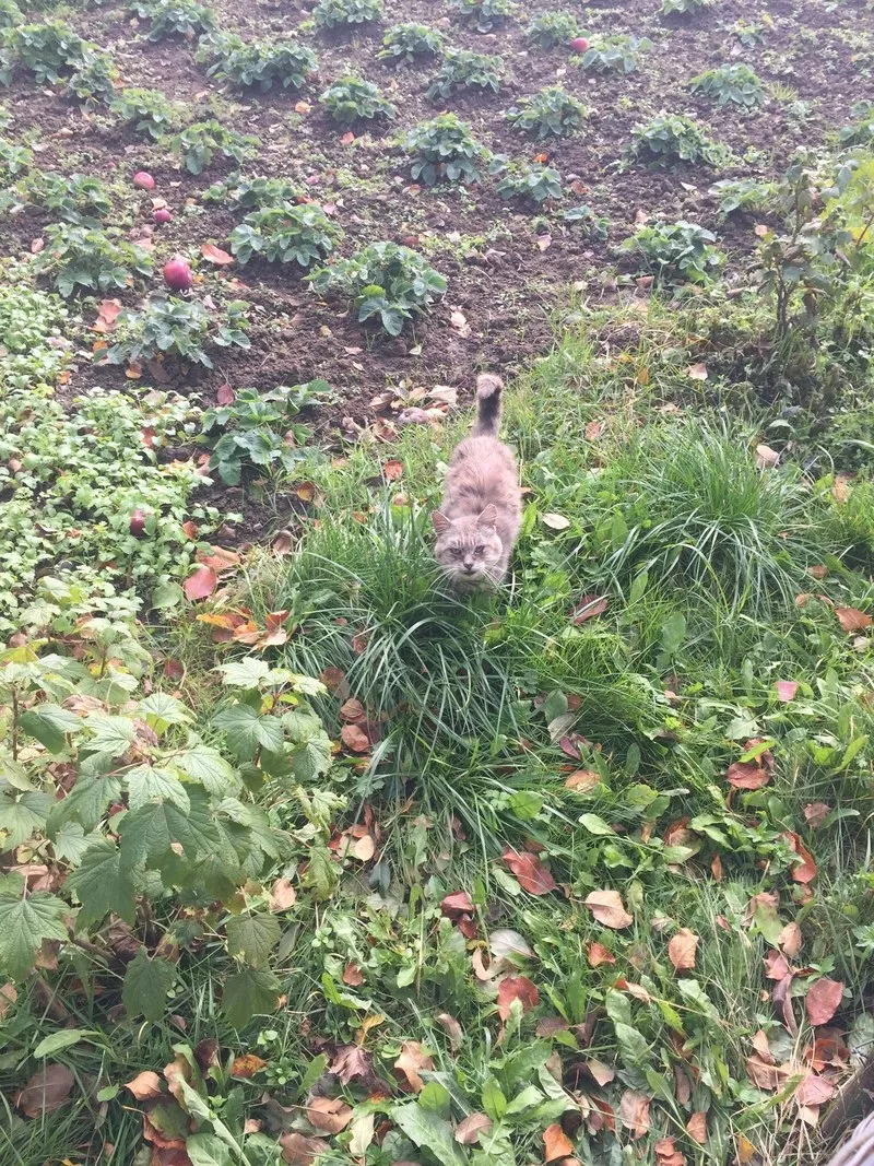 Отдам бесплатно домашнего кота,  жалко,  зиму не переживет 2