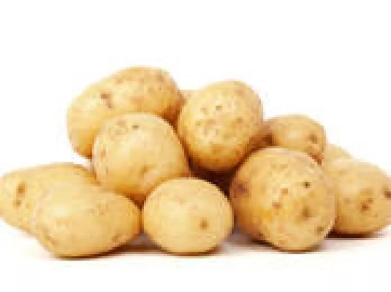 Картофель крупный,  без химии,  домашний,  высокие вкусовые качества.