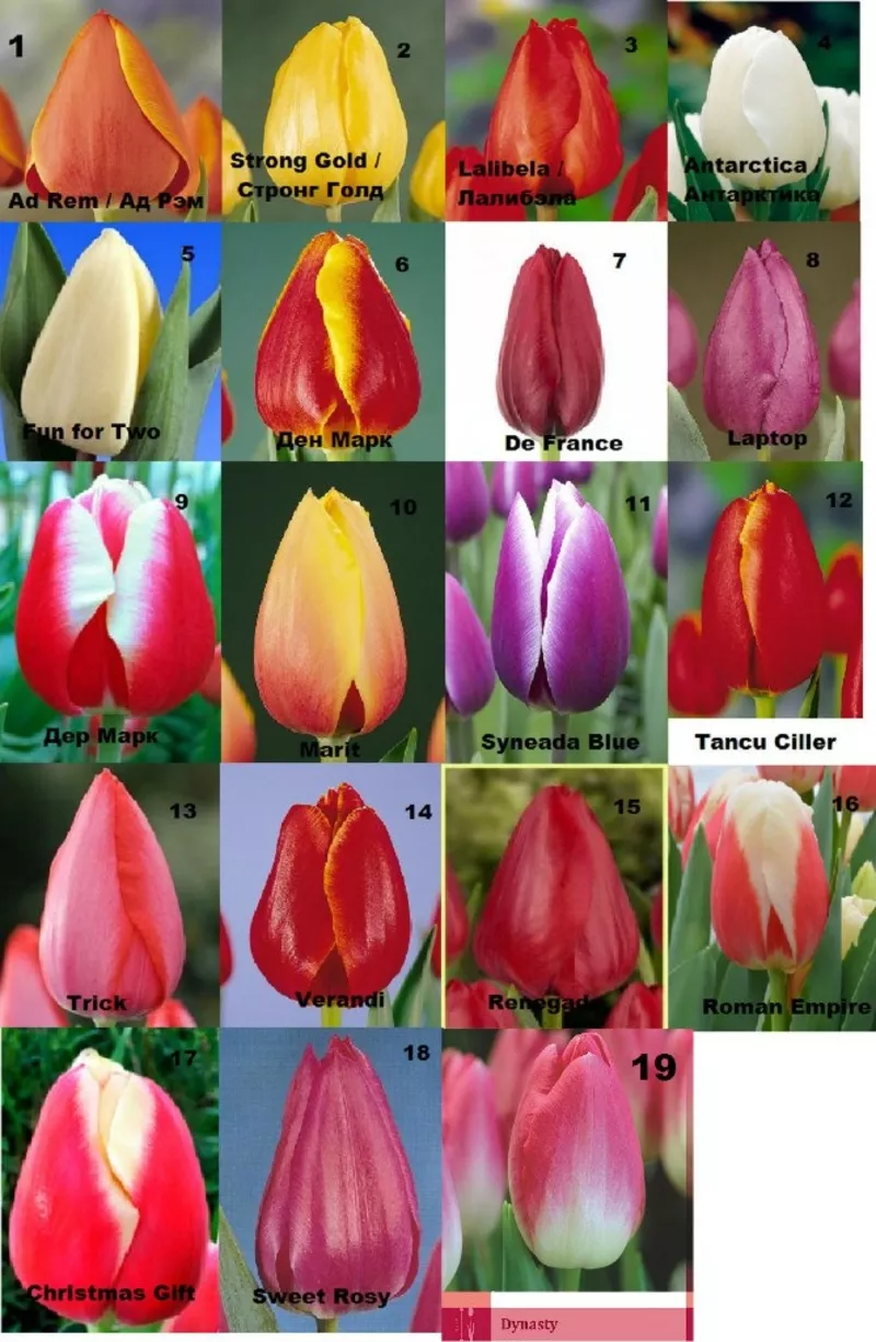 Тюльпаны оптом и розницу