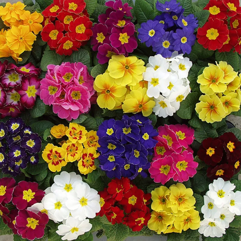 Продажа цветов к 8 марта: крокусы,  примулы,  тюльпаны 2