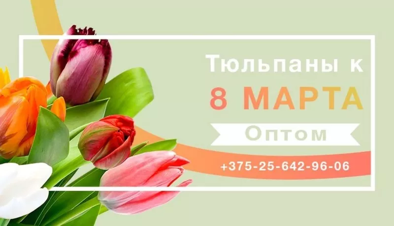 Цветы. Голландские Тюльпаны к 8 марта оптом от производителя.