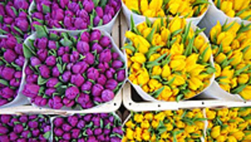 Цветы. Голландские Тюльпаны к 8 марта оптом от производителя. 2