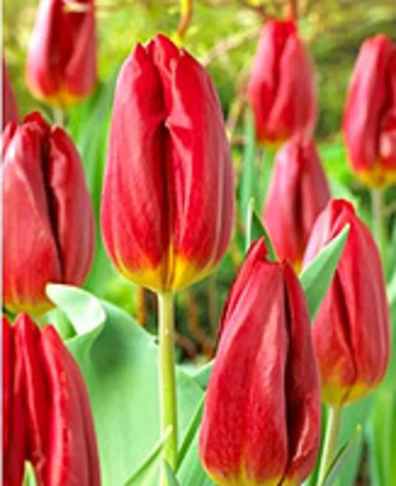 Цветы. Голландские Тюльпаны к 8 марта оптом от производителя. 3