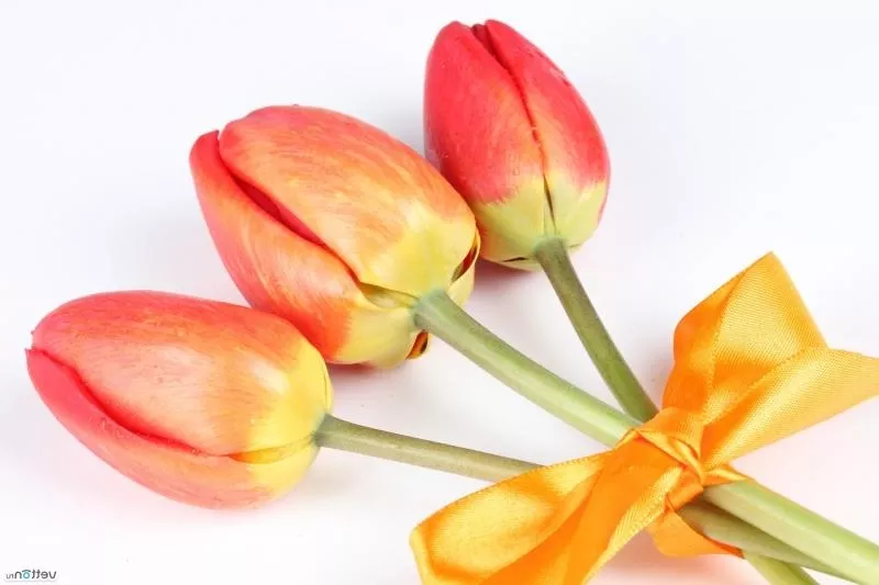 Цветы. Голландские Тюльпаны к 8 марта оптом от производителя. 6