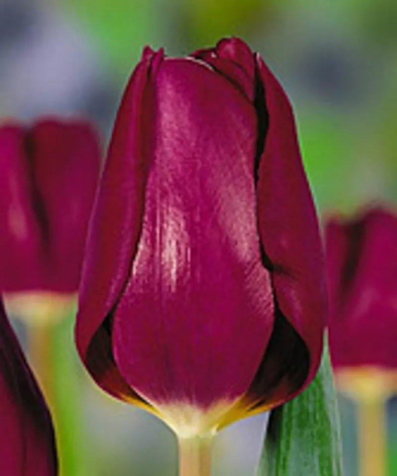 Цветы. Голландские Тюльпаны к 8 марта оптом от производителя. 4