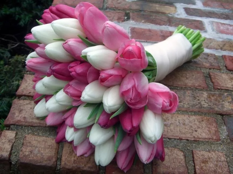 Цветы. Голландские Тюльпаны к 8 марта оптом от производителя. 7