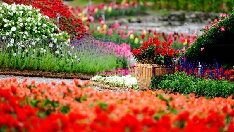 Цветы для украшения Вашего сада и балкона