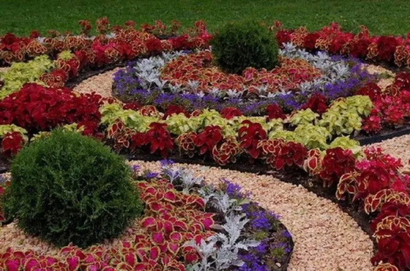Цветы для украшения Вашего сада и балкона 3