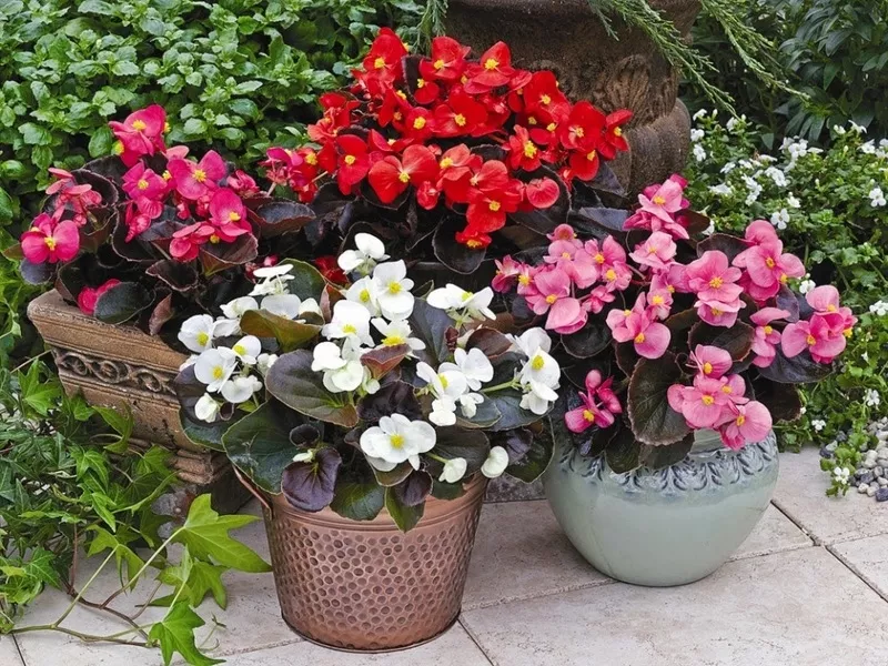 Цветы для украшения Вашего сада и балкона 4