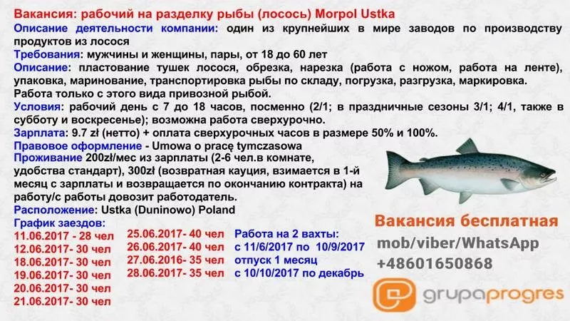 Рабочий на разделку рыбы (лосось) Morpol Ustka,  Польша