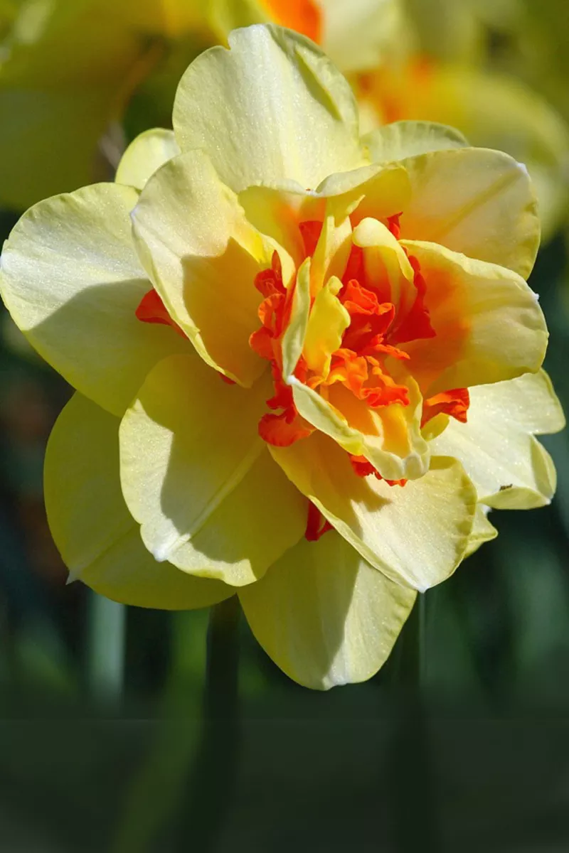 Луковицы тюльпанов оптом (для ВЫГОНКИ К 8 Марта) из Голландии 3