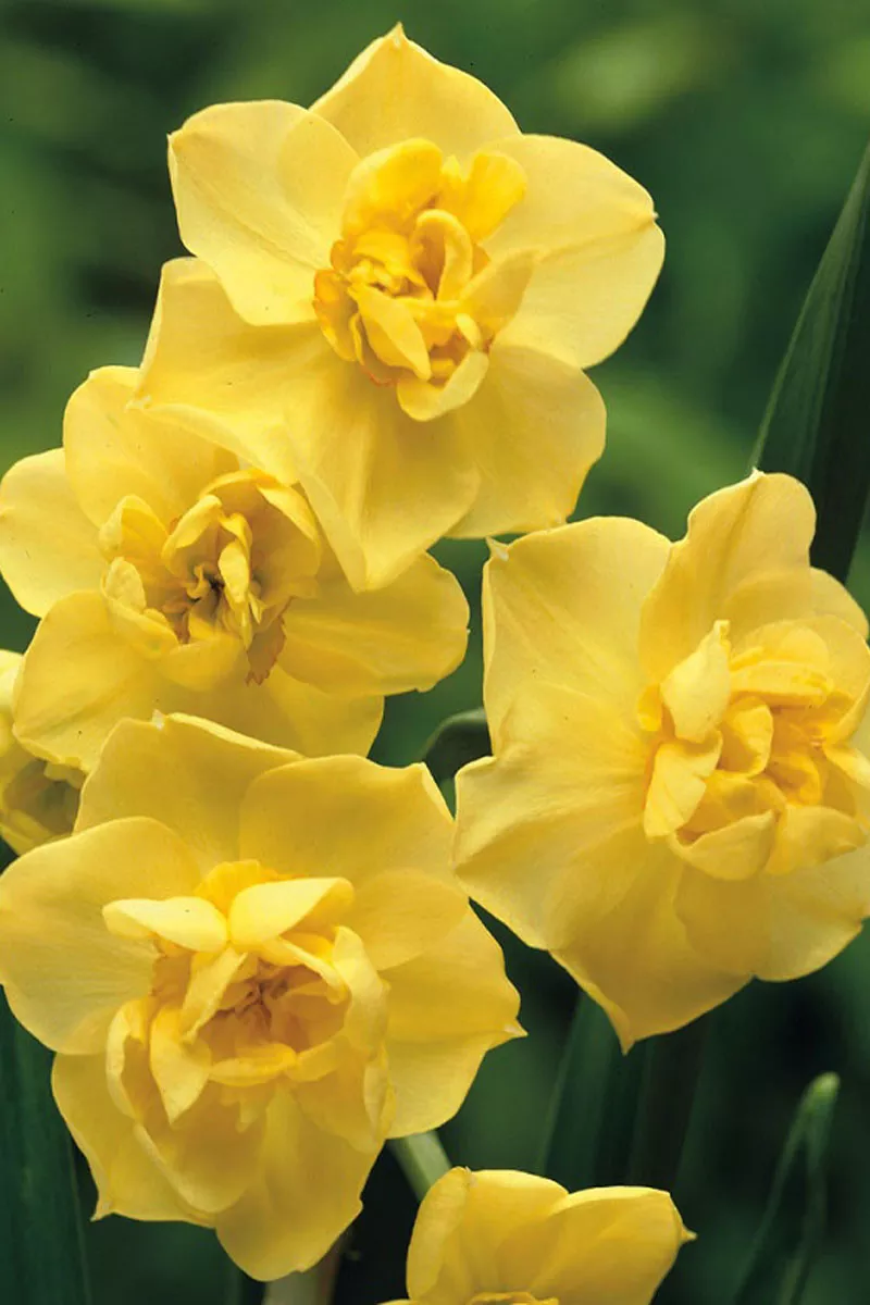 Луковицы тюльпанов оптом (для ВЫГОНКИ К 8 Марта) из Голландии 5