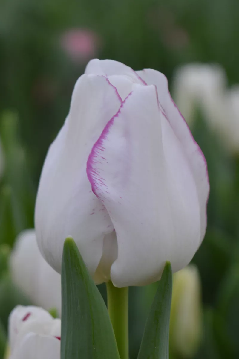Луковицы тюльпанов оптом (для ВЫГОНКИ К 8 Марта) из Голландии 6