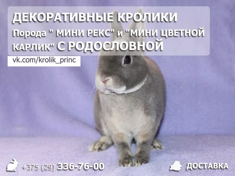 Декоративные кролики мини рекс и цветной карлик Минск