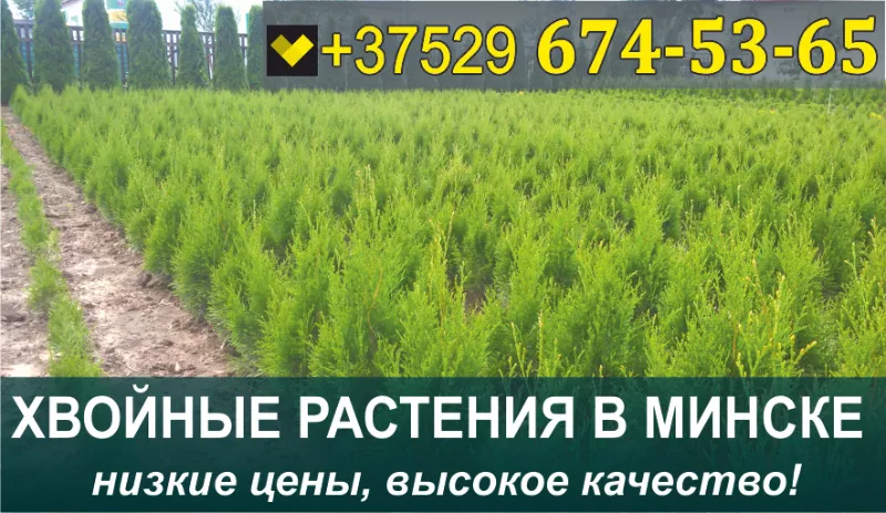Растения хвойные в Минске. Низкие цены.