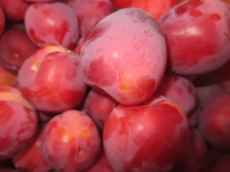 Саженцы плодово- ягодных культур от производителя 2