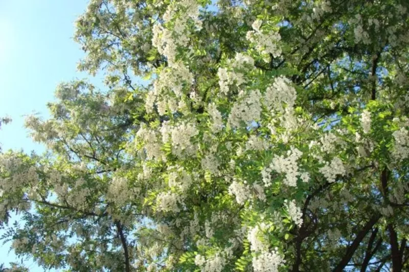 САЖЕНЦЫ АКАЦИИ БЕЛОЙ (Acacia albida) ~0, 5-1, 5 м 2