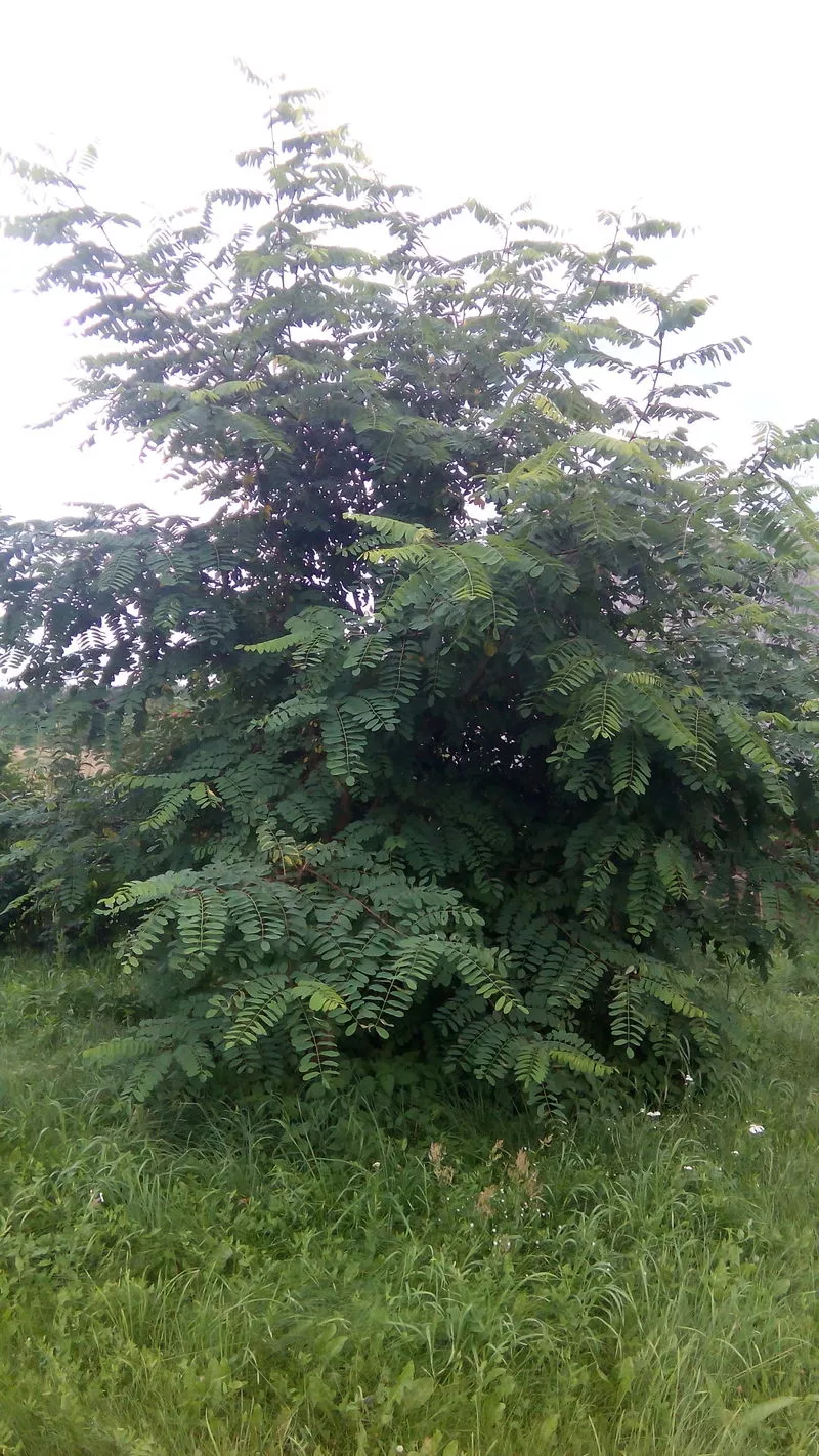 САЖЕНЦЫ АКАЦИИ БЕЛОЙ (Acacia albida) ~0, 5-1, 5 м 4