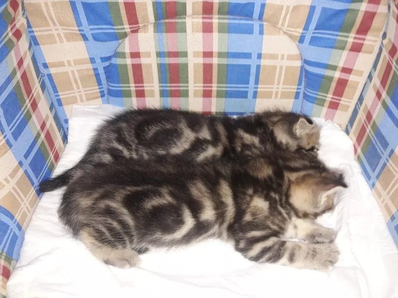 Шотландские котята окраса серебристый мрамор 2