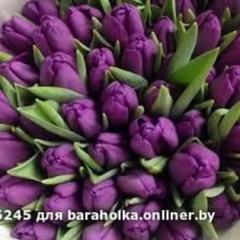 Тюльпаны оптом белорусского производства. 4