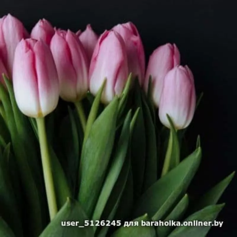 Тюльпаны свежие оптом к 8 марта 2