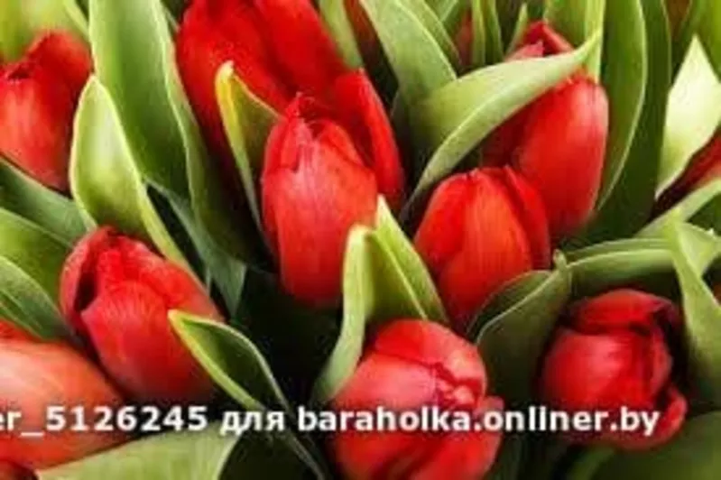 Тюльпаны свежие оптом к 8 марта 3