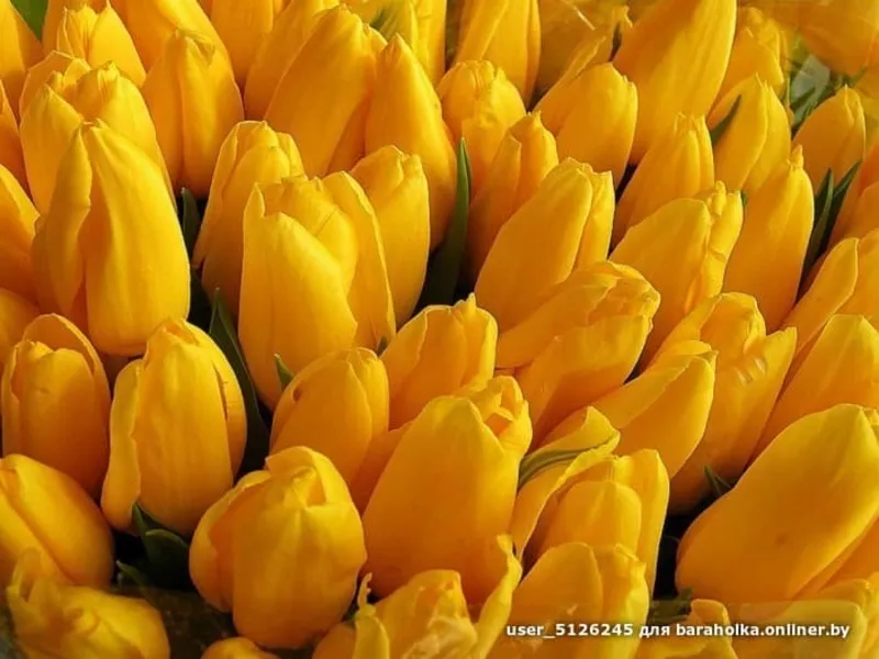 Тюльпаны свежие оптом к 8 марта 5