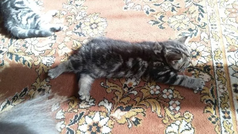Британские котята мрамор на серебре