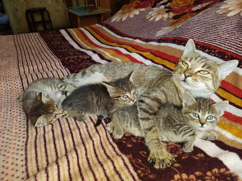 Тигровые голубоглазые котята ( мальчики) хотят в семью 2