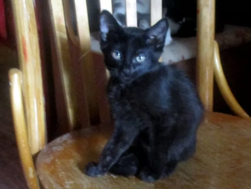 Котята домашние длинношерстные чёрный и трёхцветка 2
