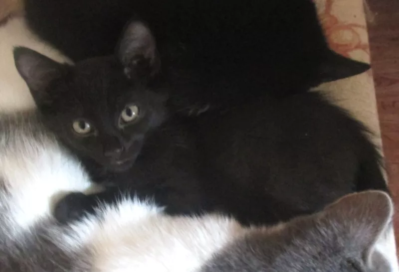 Котята домашние длинношерстные чёрный и трёхцветка 6