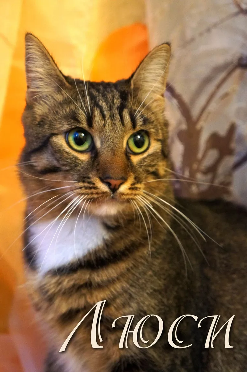 Люси – кошка с зелеными глазами в дар! 6