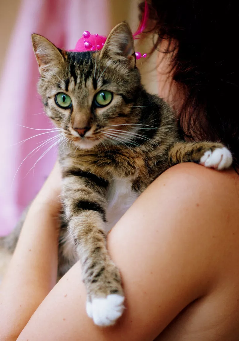Люси – кошка с зелеными глазами в дар! 7