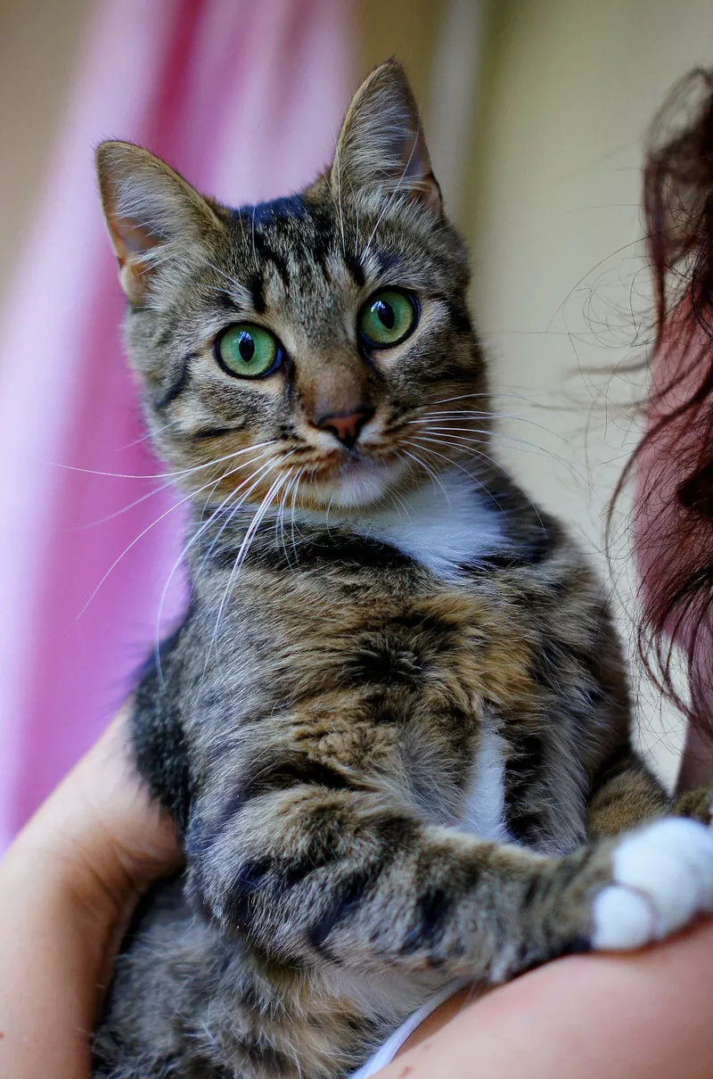 Люси – кошка с зелеными глазами в дар! 8