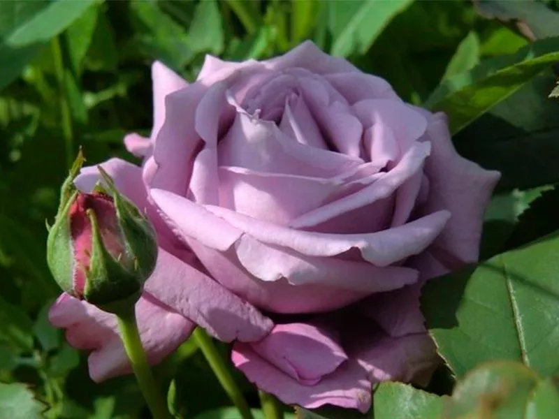 Cортовые розы,  пионы,  тюльпаны,  гортензии,  клематисы и др 2