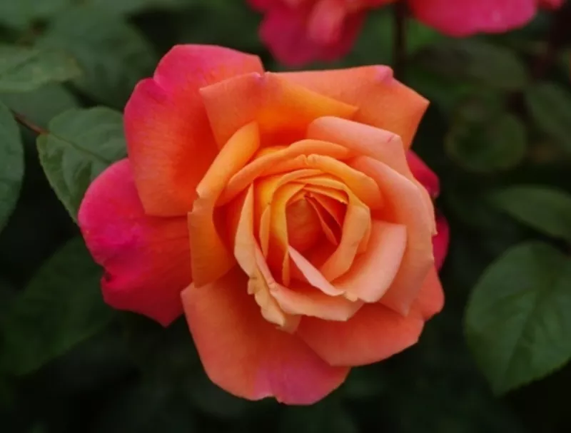 Cортовые розы,  пионы,  тюльпаны,  гортензии,  клематисы и др 6