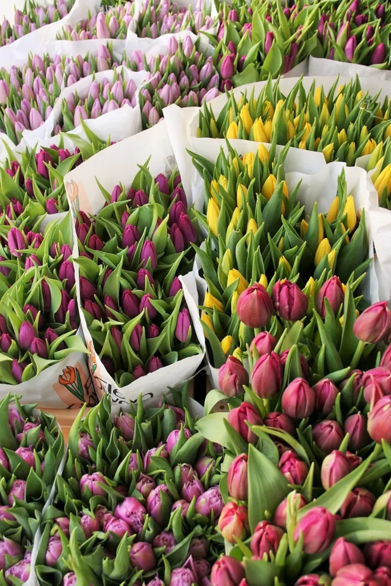 5 лучших сортов тюльпанов к 8 марта оптом 2