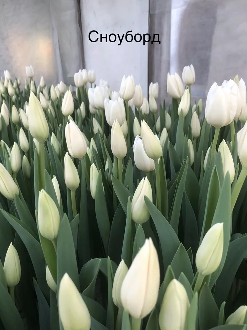5 лучших сортов тюльпанов к 8 марта оптом 3