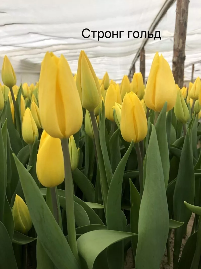 5 лучших сортов тюльпанов к 8 марта оптом 4