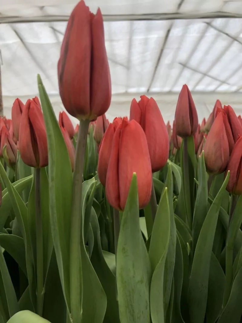 5 лучших сортов тюльпанов к 8 марта оптом 6