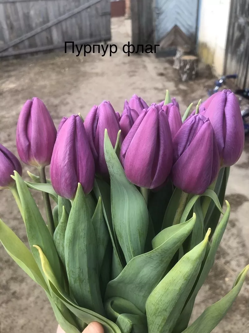 Тюльпаны для реализации 8 Марта от производителя 3
