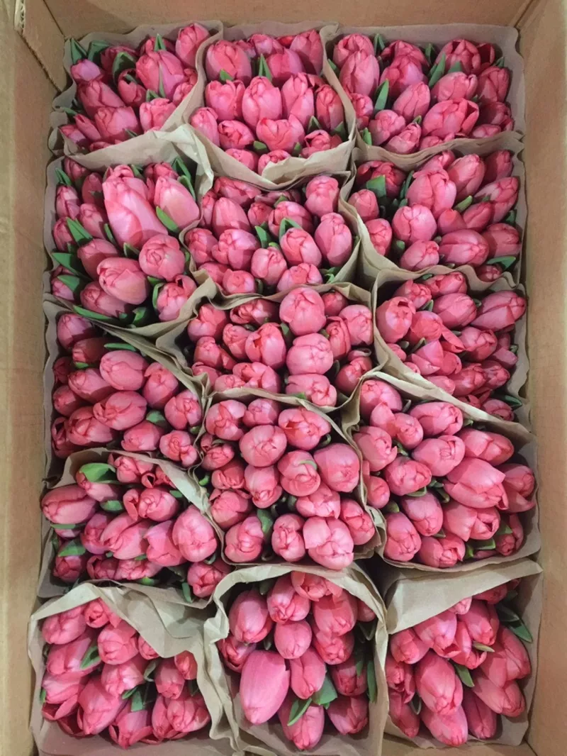 Тюльпаны Jumbo Pink розовые оптом к 8 Марта. 2